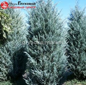 Можжевельник скальный Мунглоу С3 ГлХ-23
