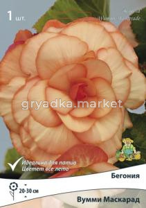 Бегония Вумми Маскарад