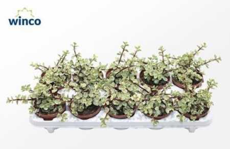 Крассула Афра Вариагата 10,5см Крассула Афра Вариагата 10,5см