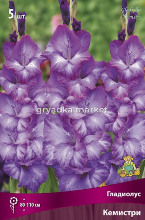 Гладиолус крупноцветковый Кемистри (пурпурно-фиолетовый, гофрированный, 5шт, 12-14)