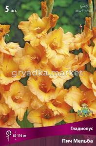 Гладиолус крупноцветковый Пич Мельба 5шт (персиково-оранжевый с размытым сливочно-желтым пят, 12-14)