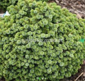 Ель ситхинская (Picea sitchensis) Миджет С3 ГлХ