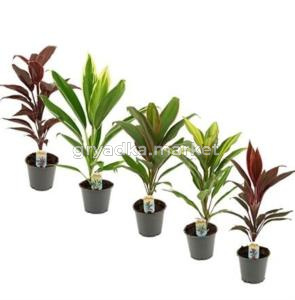 Кордилина Микс С12 Н35