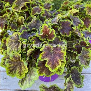 Гейхерелла 