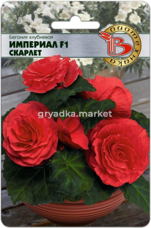 Бегония клубневая Империал Скарлет F1 10шт (Биотехника)