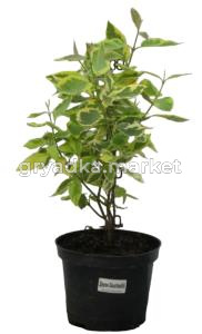 Дерен белый Гоучаулти  20-40 С3 НВрп-22