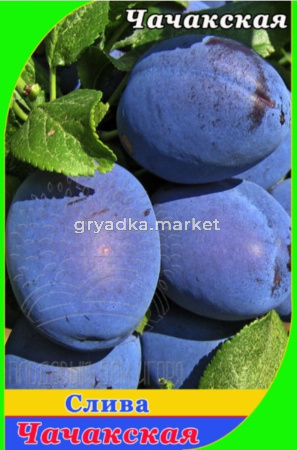 Слива Чачакская ранняя (V13) (ПДИ) (Питомник Плодовый Дом)