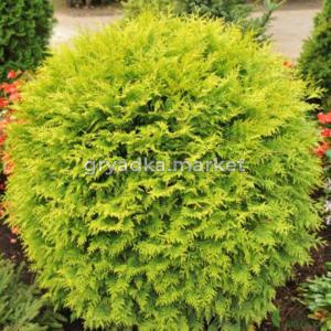 Туя западная 