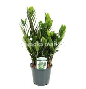 Замиокулькас Лаки Классик 6+ С14 H40