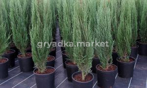 Можжевельник скальный Скайрокет v2 Lav