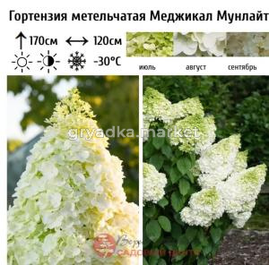 Гортензия метельчатая Меджикал Мунлайт С3 СП-23 (бело-зеленый)