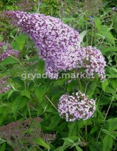 Буддлея Давида Гулливер, P9, в туб.