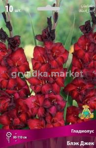 Гладиолус Блэк Джек 10-12 круп. 10шт