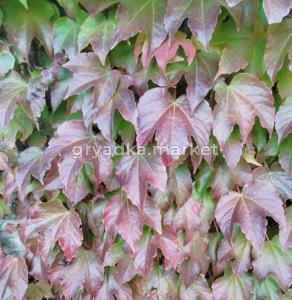 Скриншот 21-04-2026 145507