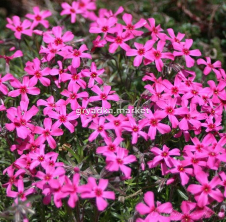 Флокс шиловидный Скарлет Флейм (Лавандовая ферма)