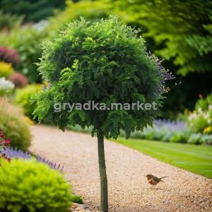 Робиния лжеакация Умбракулифера oбв.8 cm C45 1