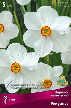 Нарцисс Поэтический Актея 5шт (белый, махровый, 12-14, h40см)