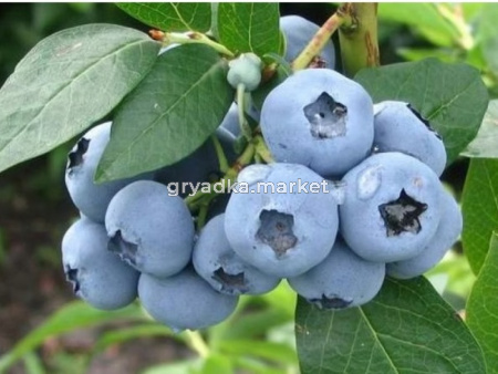 Голубика Денис блю (С3)