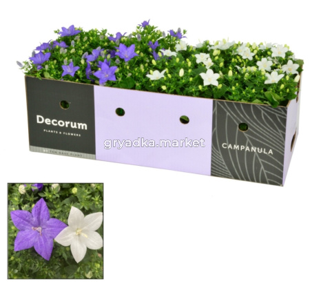 Кампанула Микс Голубая/Белая D11 H20