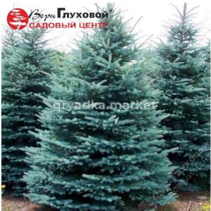 Ель колючая (Picea pungens) Глаука  60-80 С7,5 ГлХ