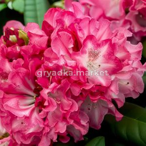 Рододендрон якушиманский Аннушка C 5 30-40 1