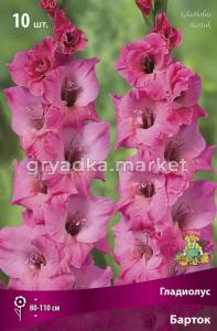 Гладиолус крупноцветковый Барток (розово-лиловый с более темными пурпурными кончиками, 10шт, 10-12)
