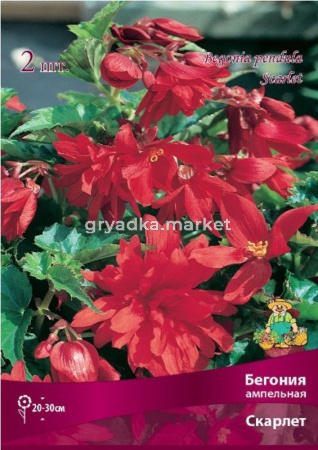 Бегония ампельная Скарлет 2шт.4-5