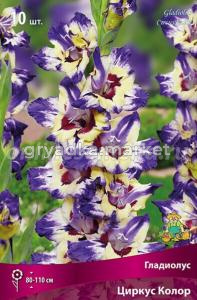 Гладиолус гофрированный Циркус Колор 10шт (кремовый с ярким винным мазком, 10-12, h110см)