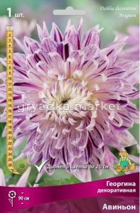 Георгина Авиньон 1шт.