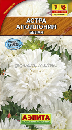 Астра Аполлония белая (Аэлита)