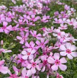 Флокс шиловидный 