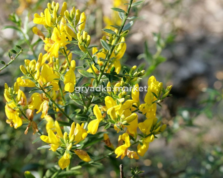 Дрок испанский