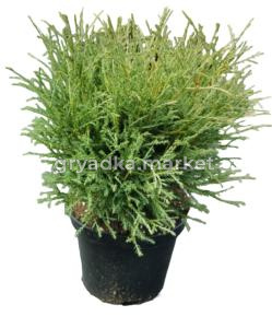 Туя западная Мистер Боулинг Болл  (Thuja occ. Mr Bowling Ball С3)