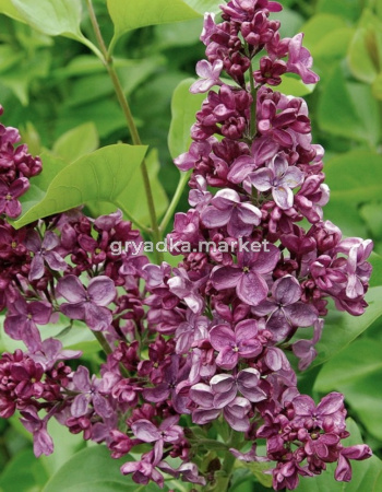 Сирень обыкновенная Анна Шиач с3 (Никитенко)