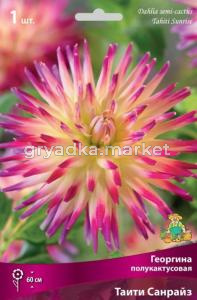 Георгина полукактусовая Таити Санрайз