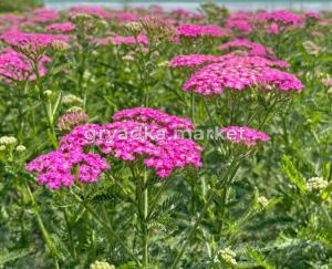 Скриншот 28-11-2023 151456