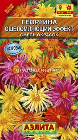 Георгина Ошеломляющий эффект,смесь окрасок Аэлита