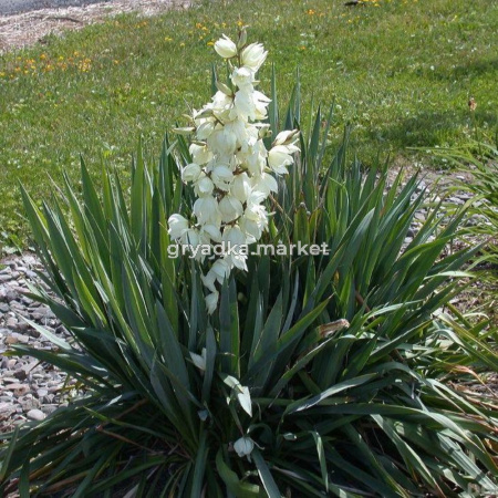 Юкка сизая (Yucca glauca) С2 Н20-25 