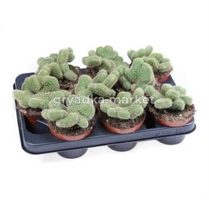 Кактус Хильдевинтера Аурейспина Крестата С10,5 Н12,5