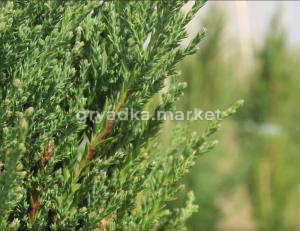Можжевельник скальный Блю Эрроу (Juniperus scop. Blue Arrow 140+ см WRB)