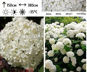 Гортензия древовидная  Аннабель  С5 СП-22