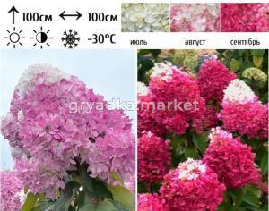 Гортензия метельчатая  Строберри Блоссом С3 СП-22