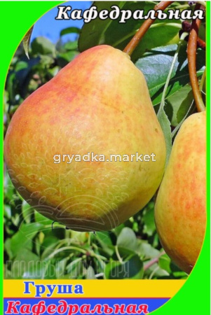 Груша Кафедральная (V8) (ПДИ) (Питомник Плодовый Дом)