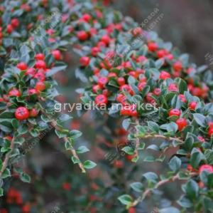 Кизильник горизонтальный 30-40 С3 ГлХ