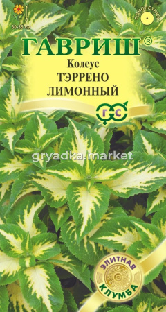Колеус Тэррено лимонный 5шт (Гавриш)