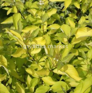 Дерен белый Ауреа с3 (Никитенко)