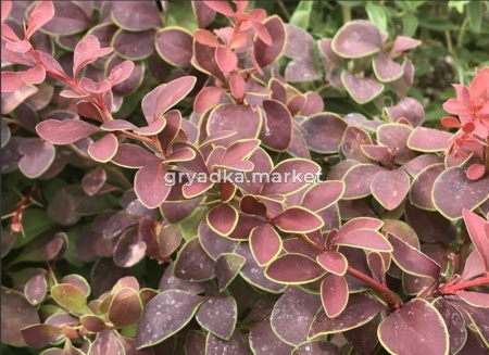 Барбарис Тунберга Голден Ринг C3см