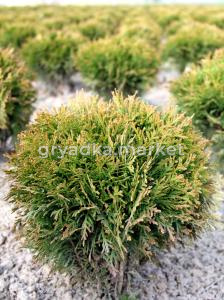 Туя западная Даника (Thuja occ. Danica 30+ см WRB)