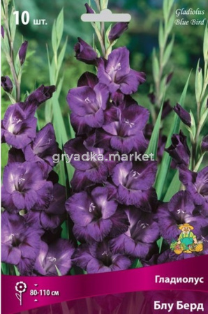 Гладиолус Блу Берд 10-12 крупн. 10шт