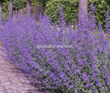 Котовник Фассена Волкез Лоу (Лавандовая ферма)